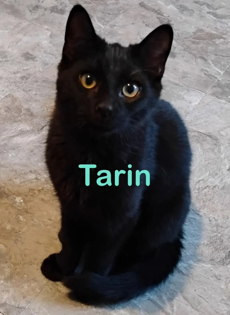 Tarin