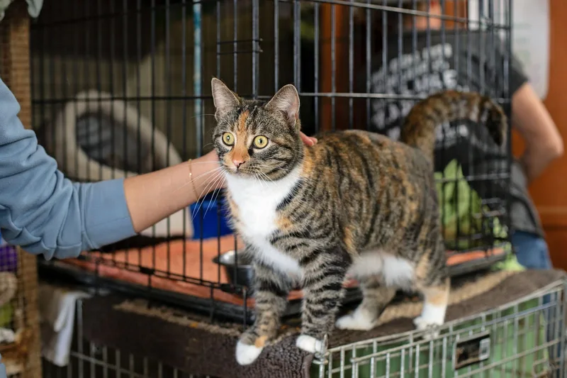 Christi Anna thumbnail 2