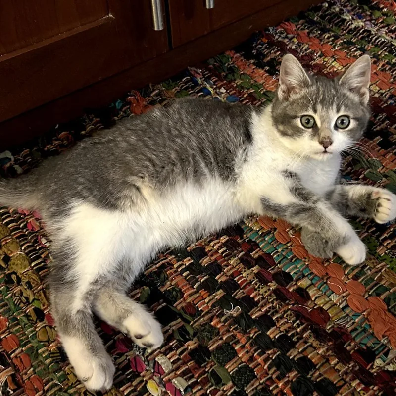 A young small-sized male Gray / Blue / Silver Domestic Short Hair cat named Augie for adoption in Skokie, IL