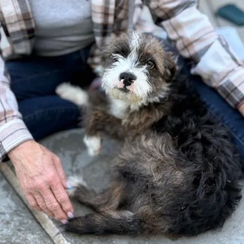 Muttly Crue thumbnail 2