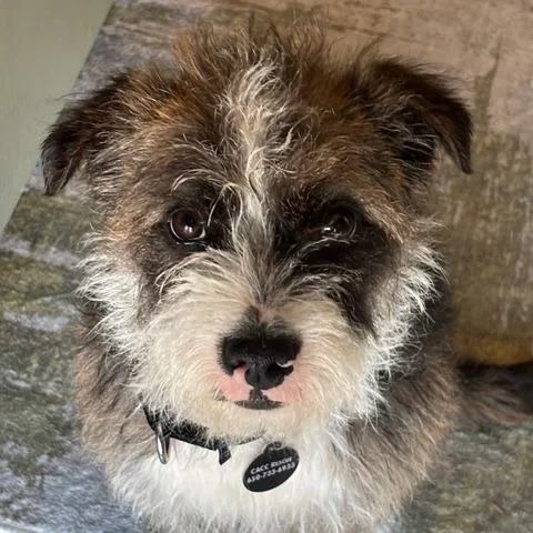 Muttly Crue thumbnail 3