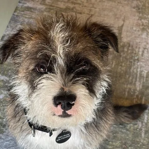 Muttly Crue thumbnail 4