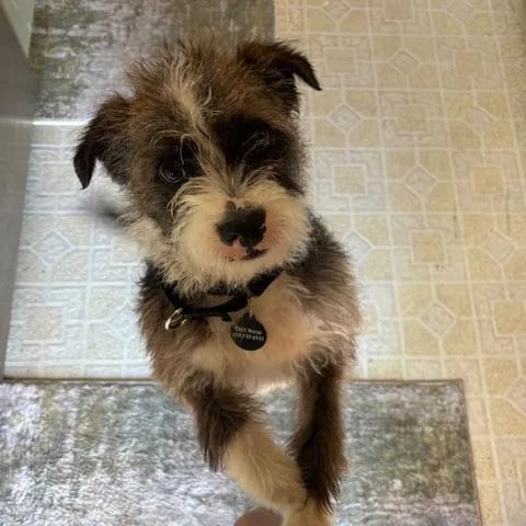 Muttly Crue thumbnail 5