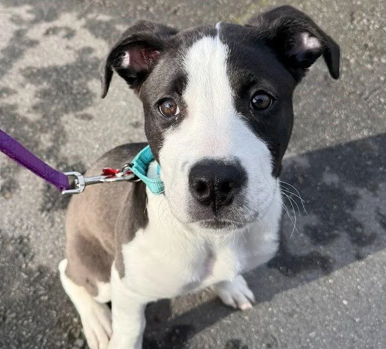 An adult medium-sized male Border Collie dog named Arthur for adoption in Sunnyvale, CA