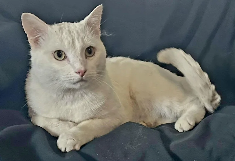 Blizzard thumbnail 2