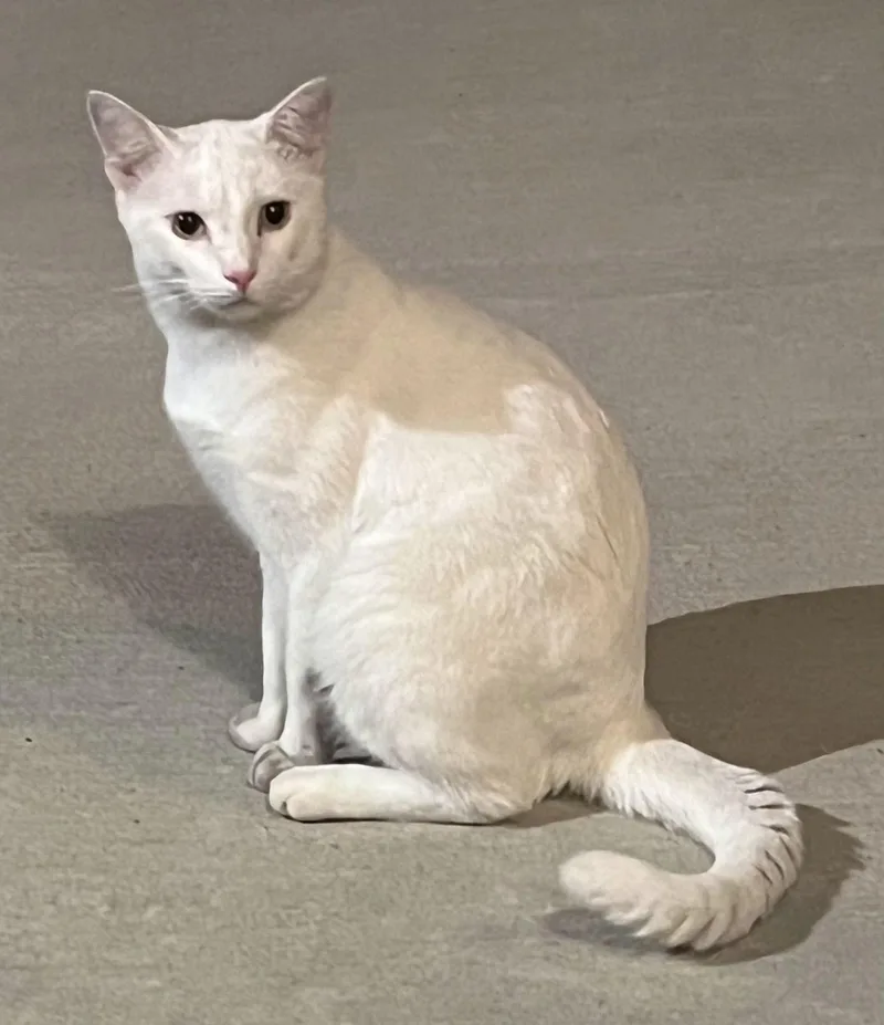 Blizzard thumbnail 3