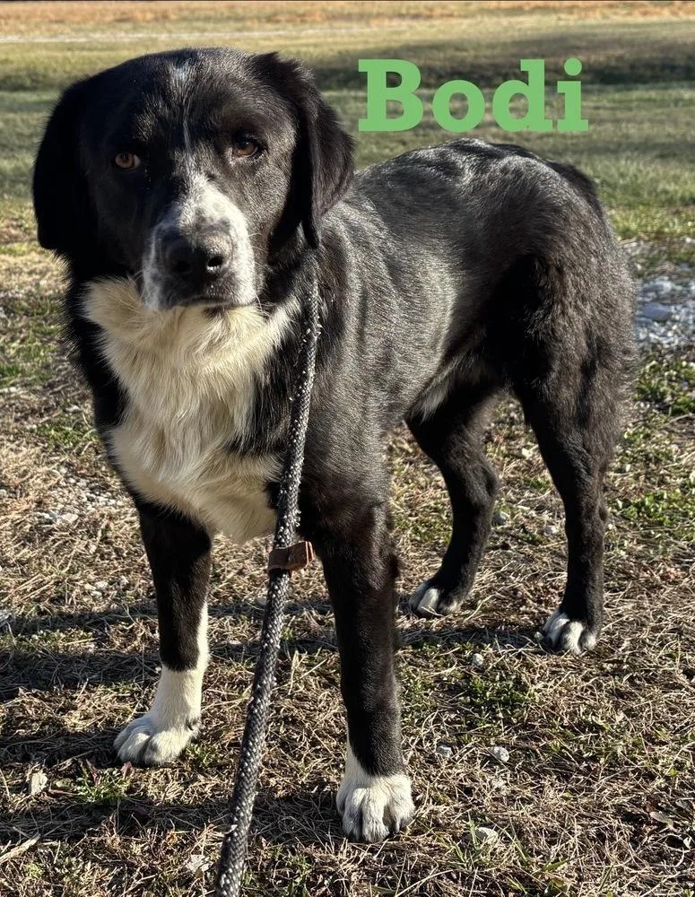 Bodi🐾 thumbnail 2