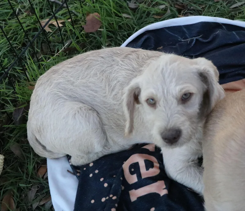 Pumpkin Kisses thumbnail 2