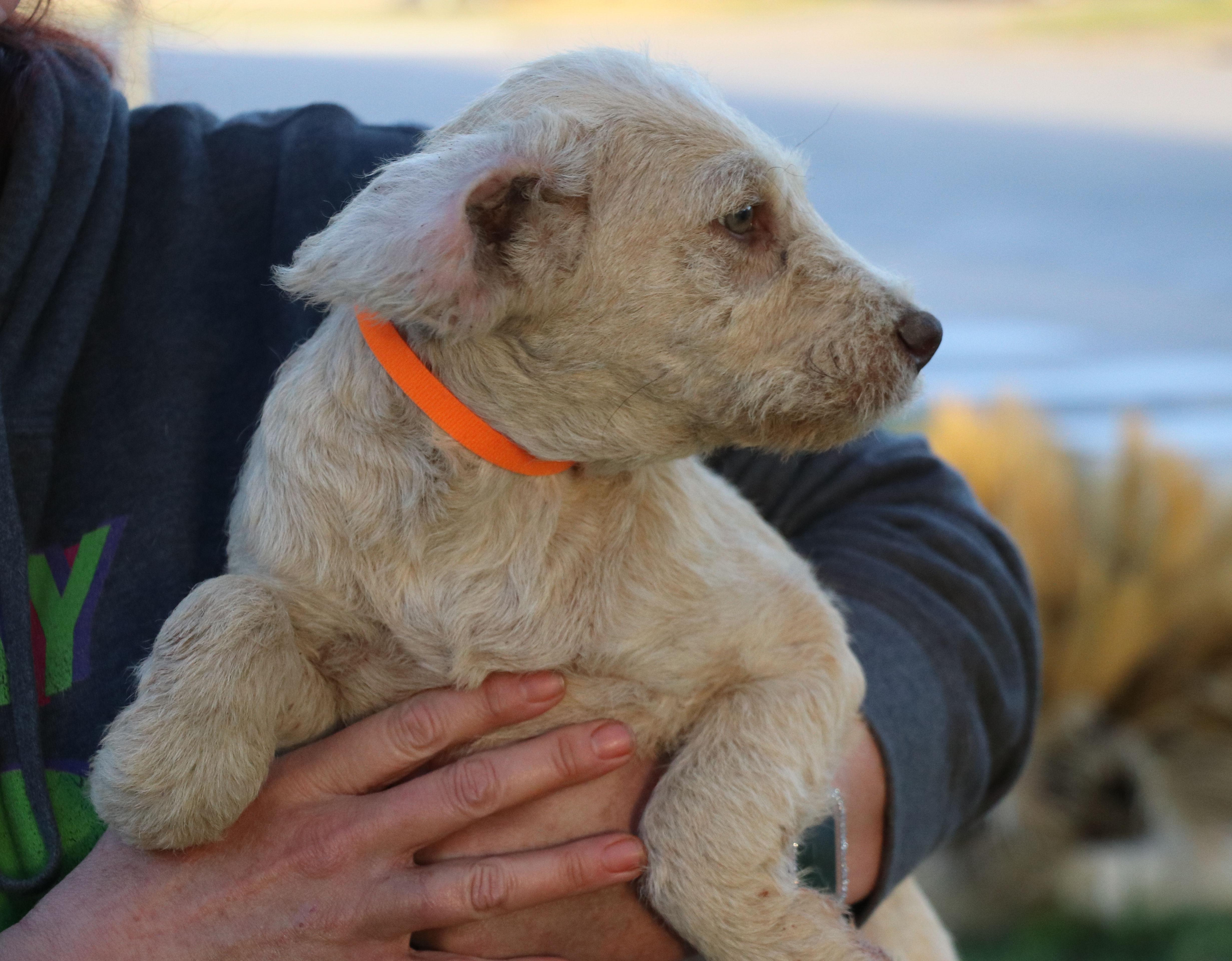 Pumpkin Kisses thumbnail 3