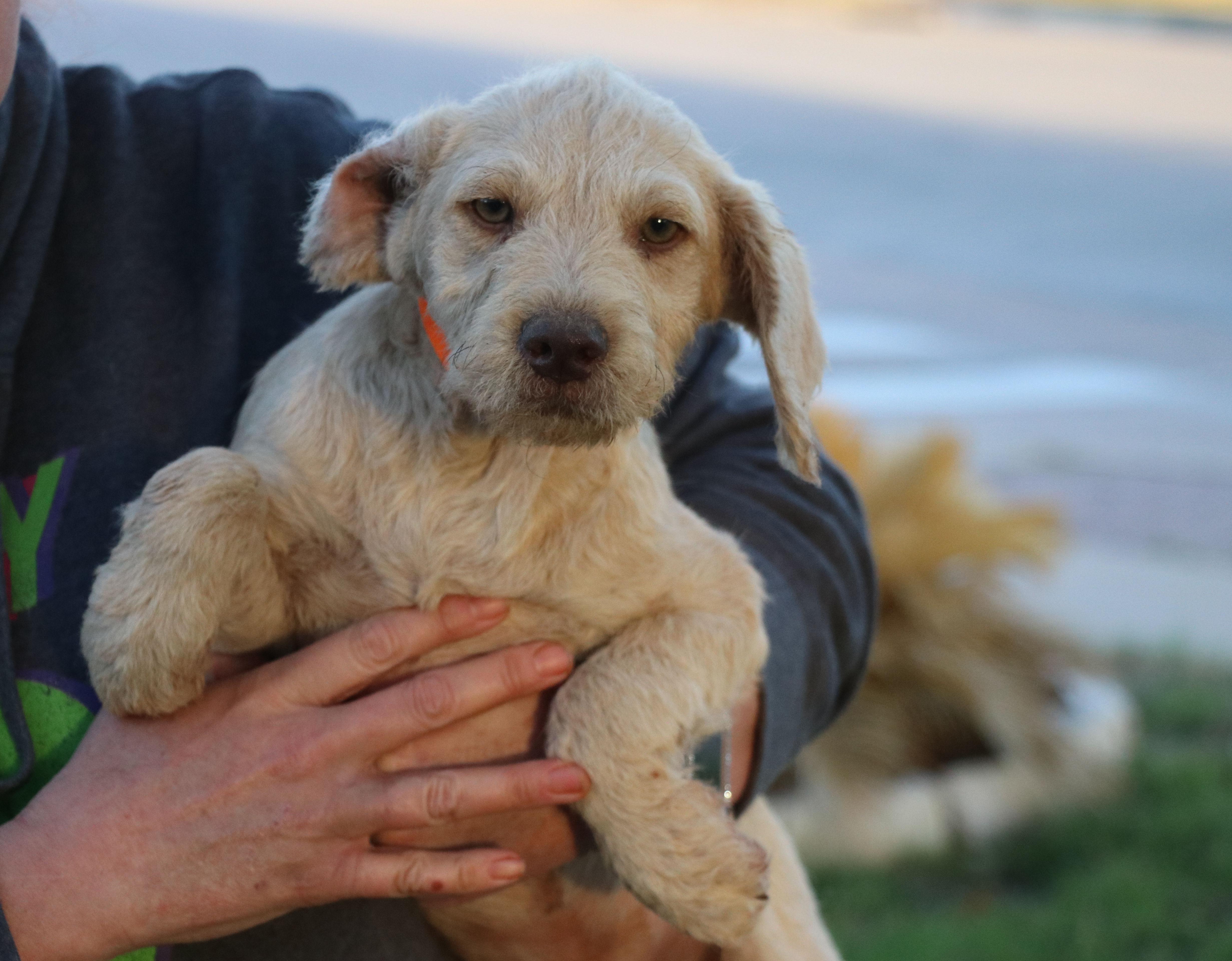 Pumpkin Kisses thumbnail 4