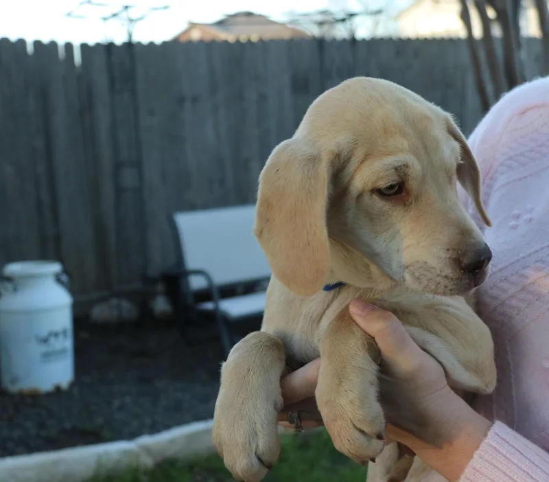 Bear Bque thumbnail 2