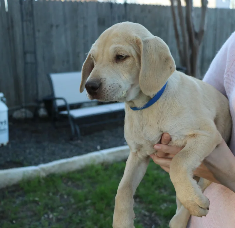 Bear Bque thumbnail 3