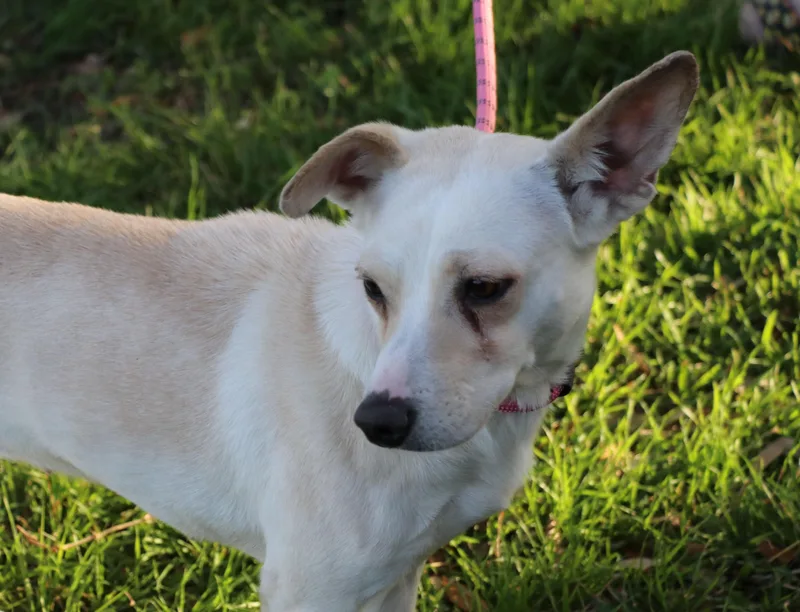 Snow Flake thumbnail 2