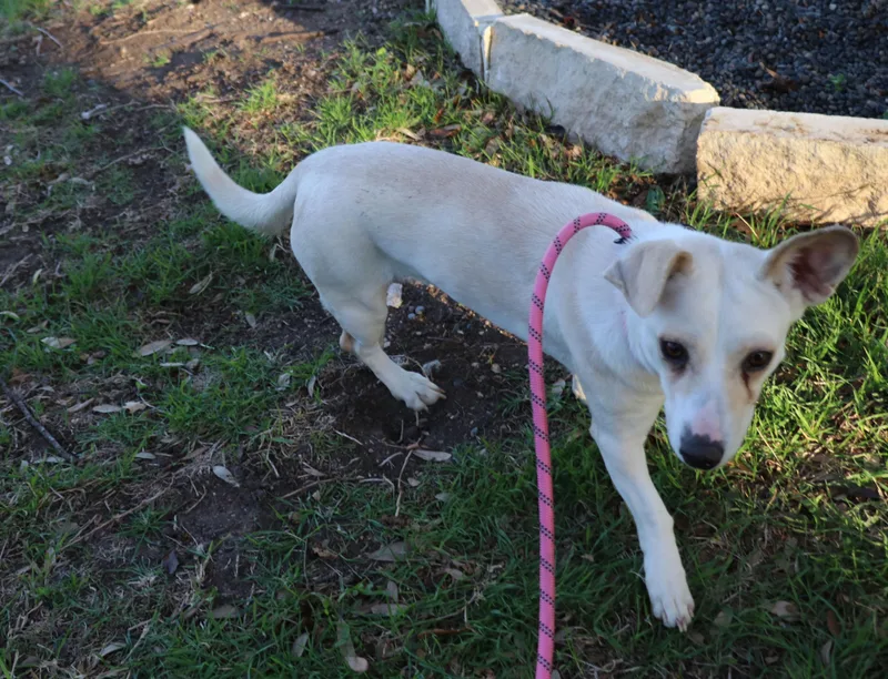 Snow Flake thumbnail 3