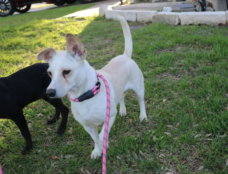 Snow Flake thumbnail 4