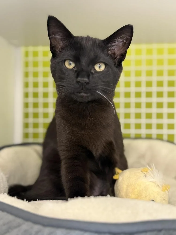 Kit Kat Kit thumbnail 2