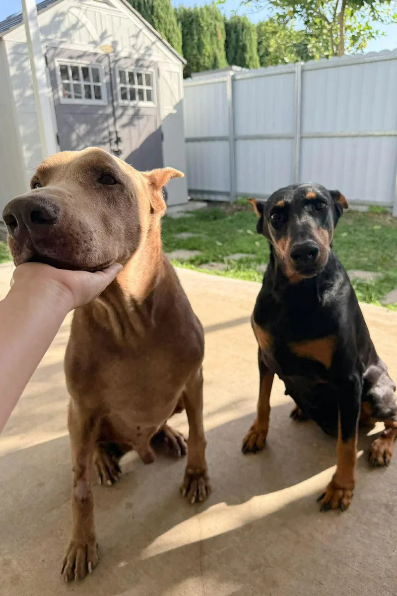 Princess thumbnail 2