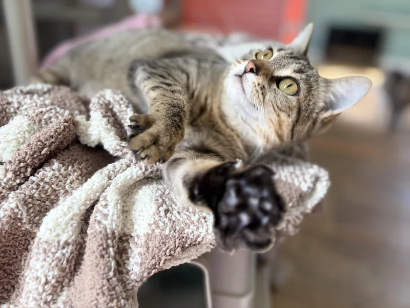 Billie Jean thumbnail 4