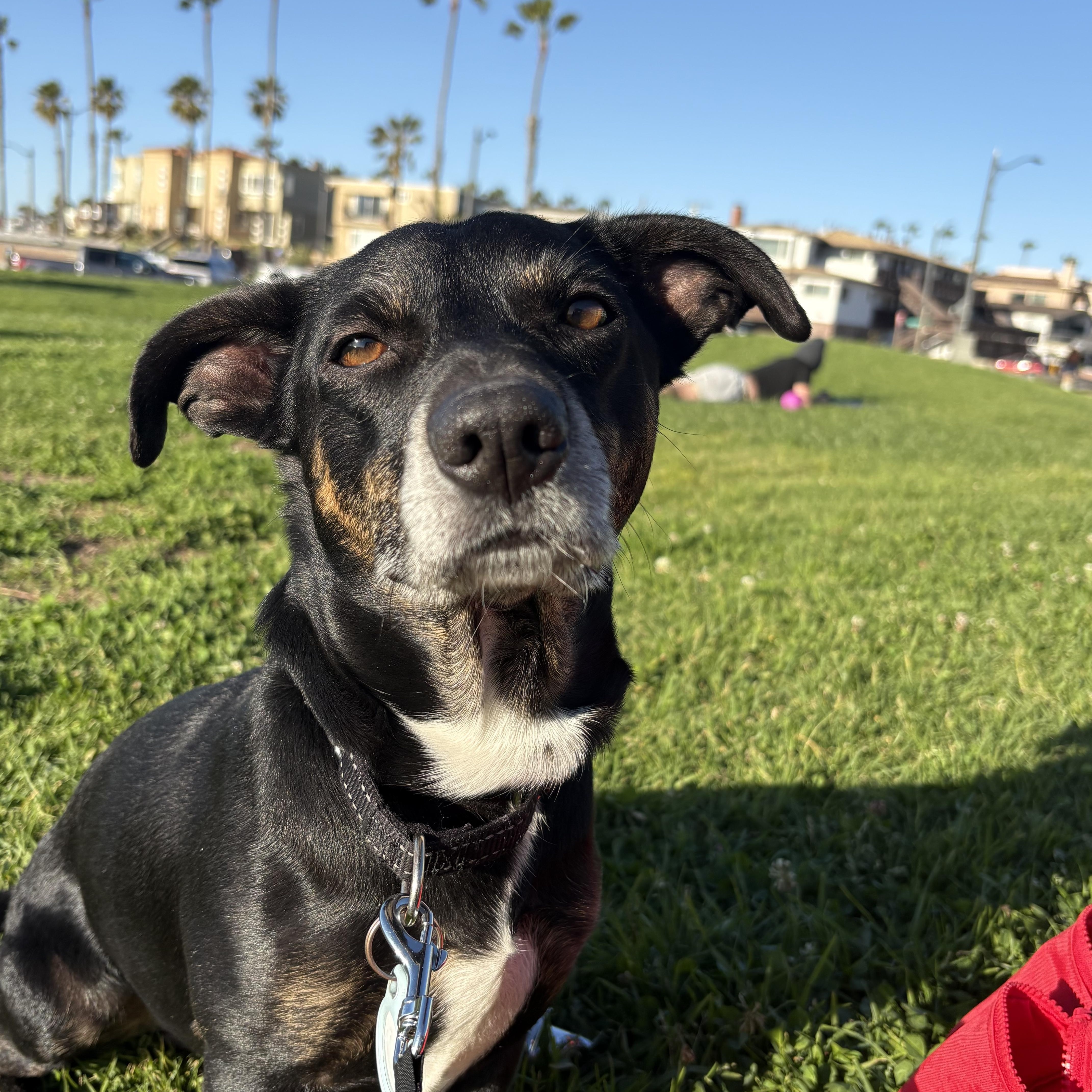 Sparky Loko thumbnail 2