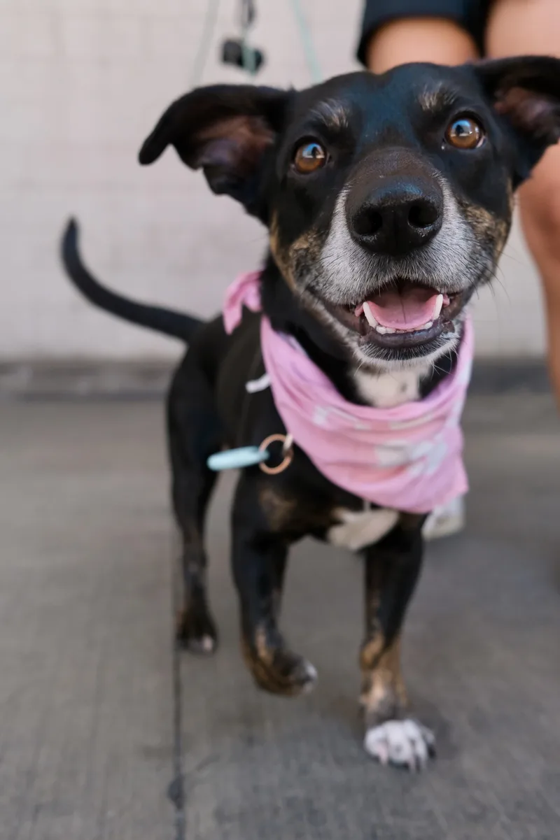 Sparky Loko thumbnail 3