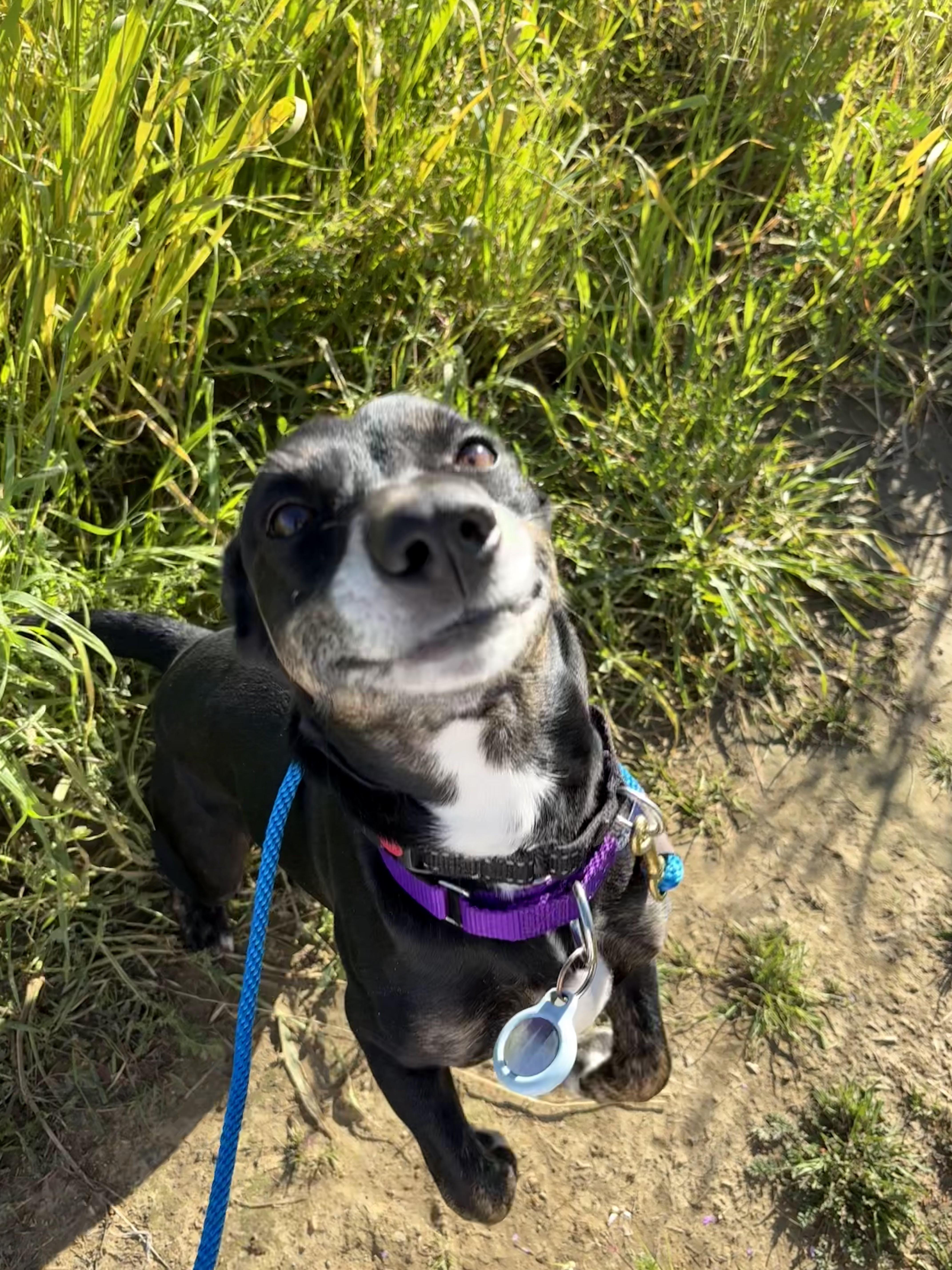 Sparky Loko thumbnail 4