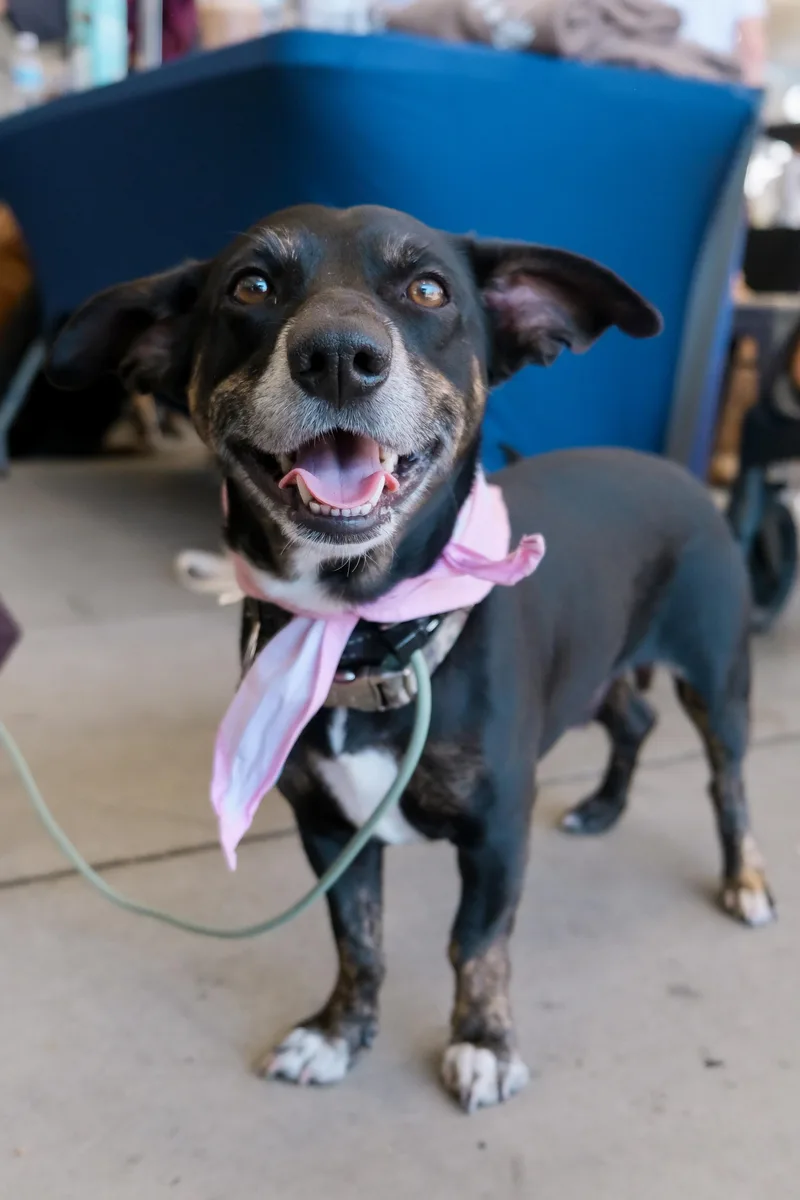 Sparky Loko thumbnail 5