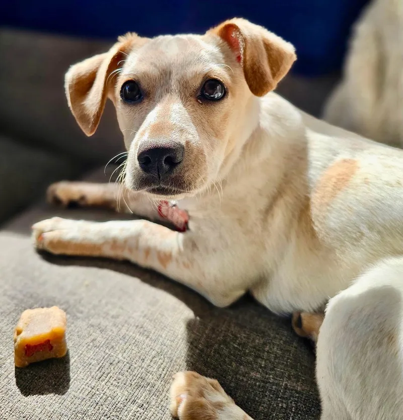 Skedaddle thumbnail 2