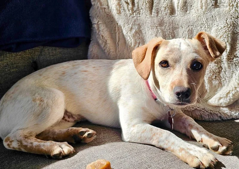 Skedaddle thumbnail 3