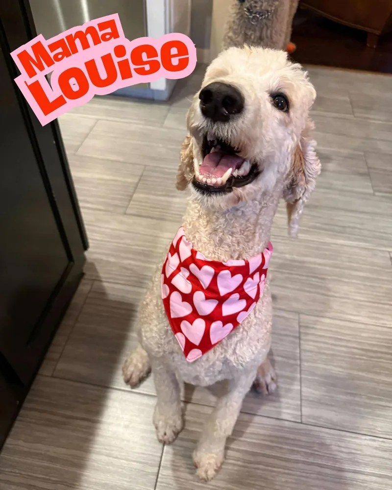 Louise's Puppies thumbnail 2