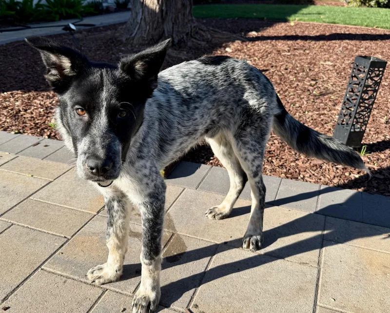 Indiana Bones thumbnail 3