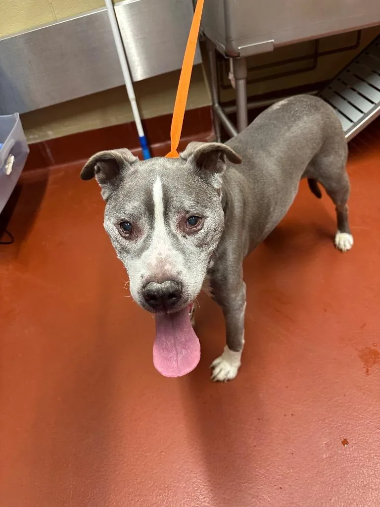 Ogee Aumiller thumbnail 2