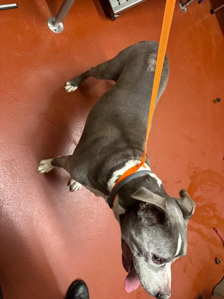 Ogee Aumiller thumbnail 3