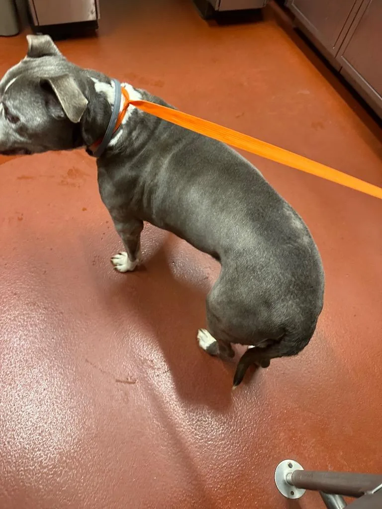 Ogee Aumiller thumbnail 4