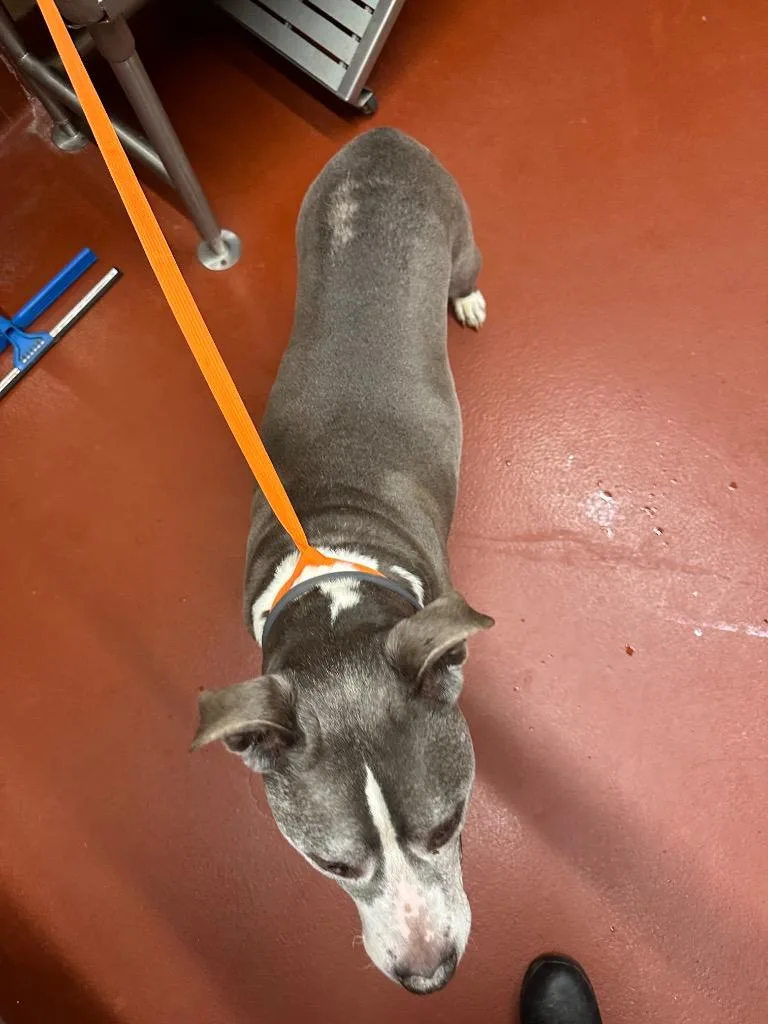 Ogee Aumiller thumbnail 5