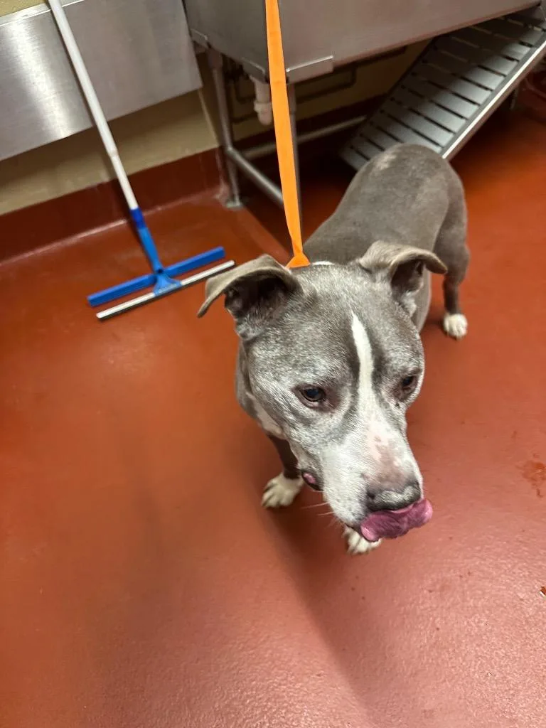 Ogee Aumiller thumbnail 6