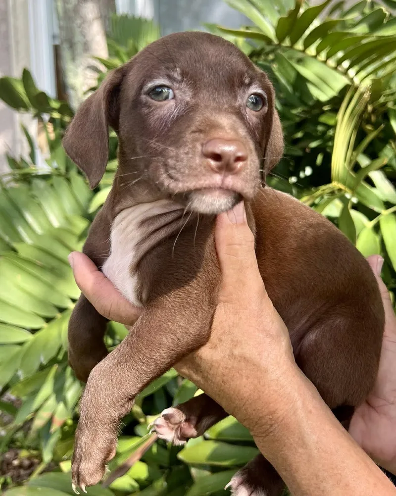 Chilli Pup Bandit thumbnail 2