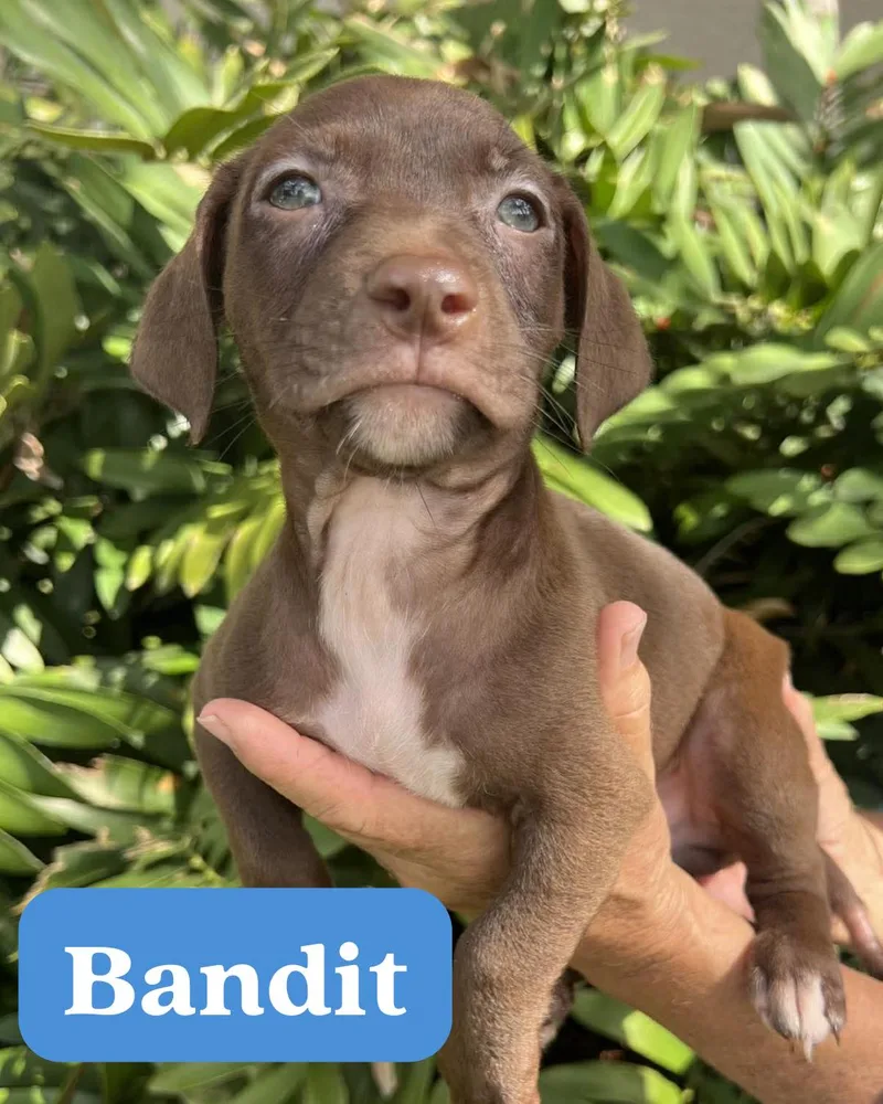 Chilli Pup Bandit thumbnail 3