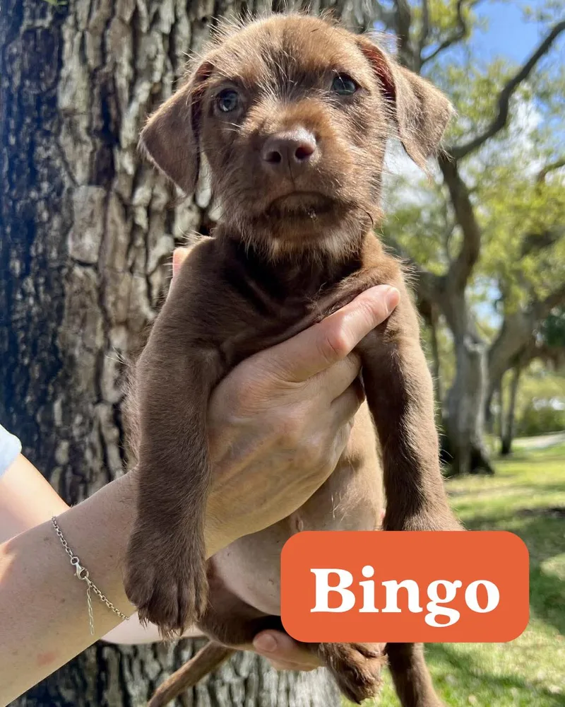 Chilli Pup Bingo thumbnail 2