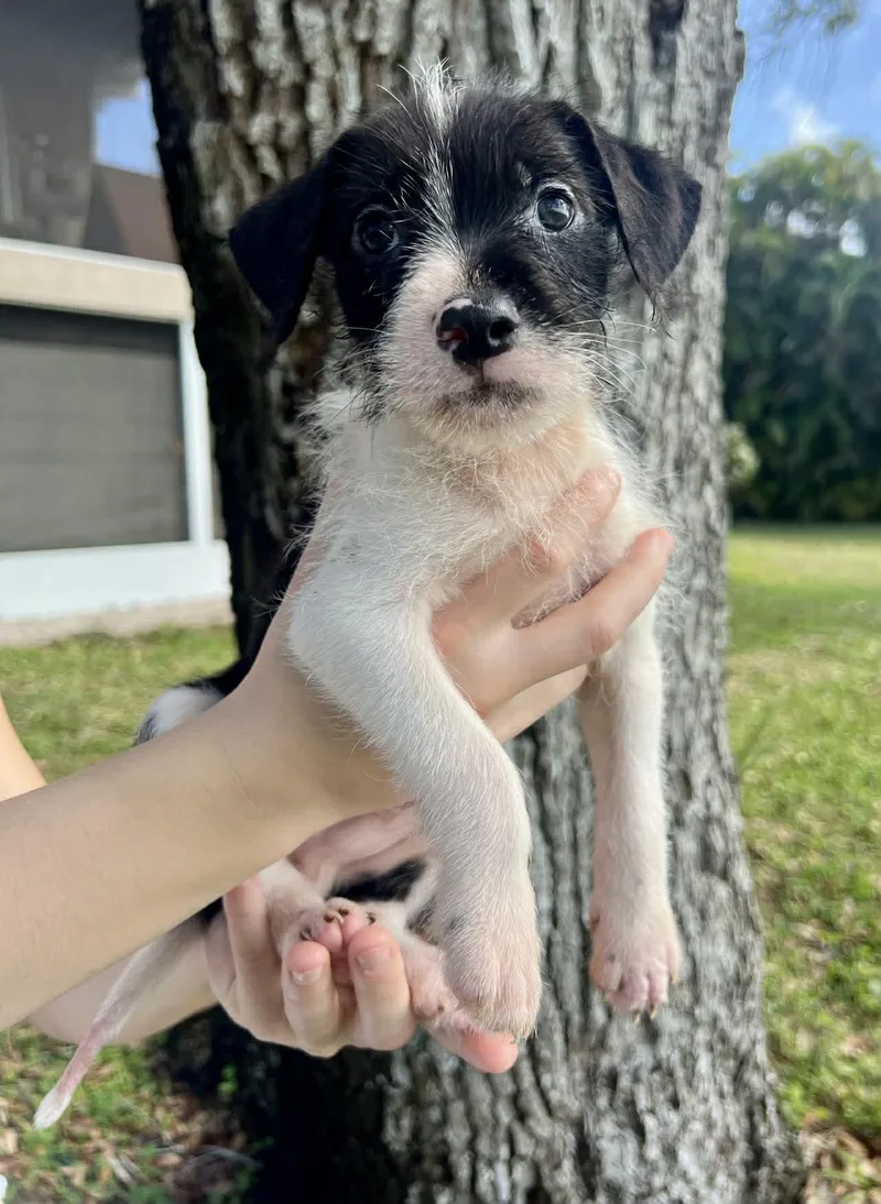 Chilli Pup Bluey thumbnail 3