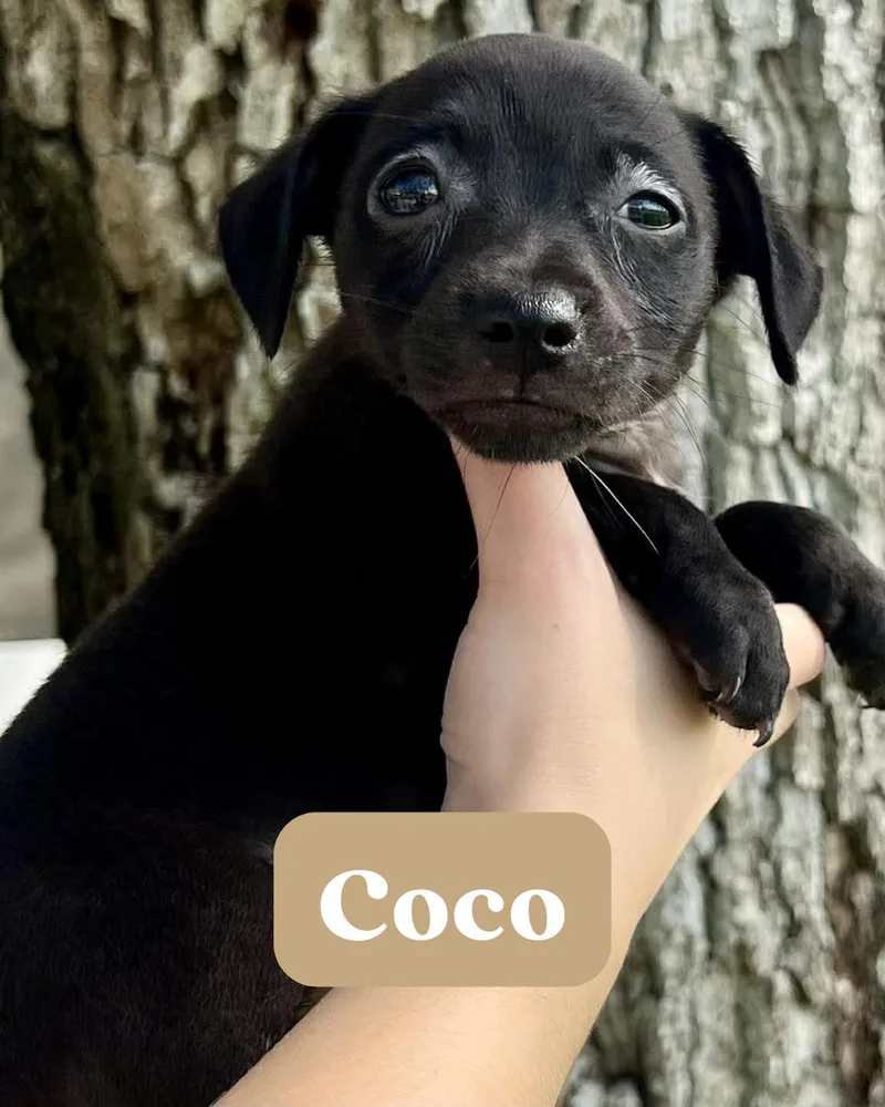 Chilli Pup Coco thumbnail 2
