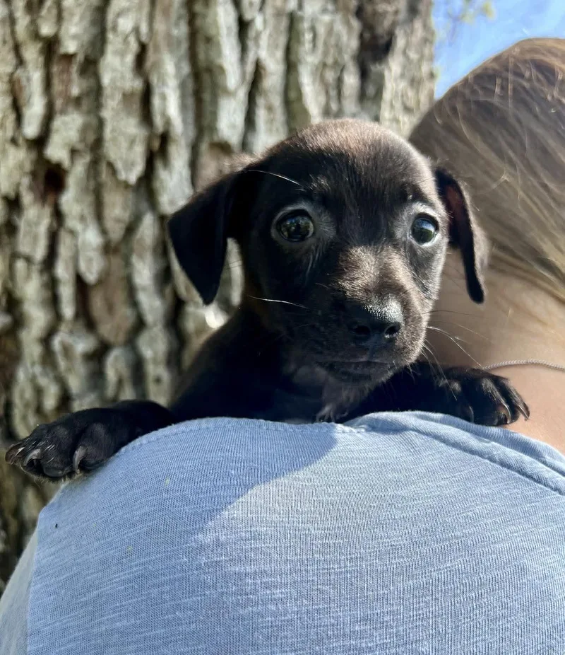 Chilli Pup Coco thumbnail 3