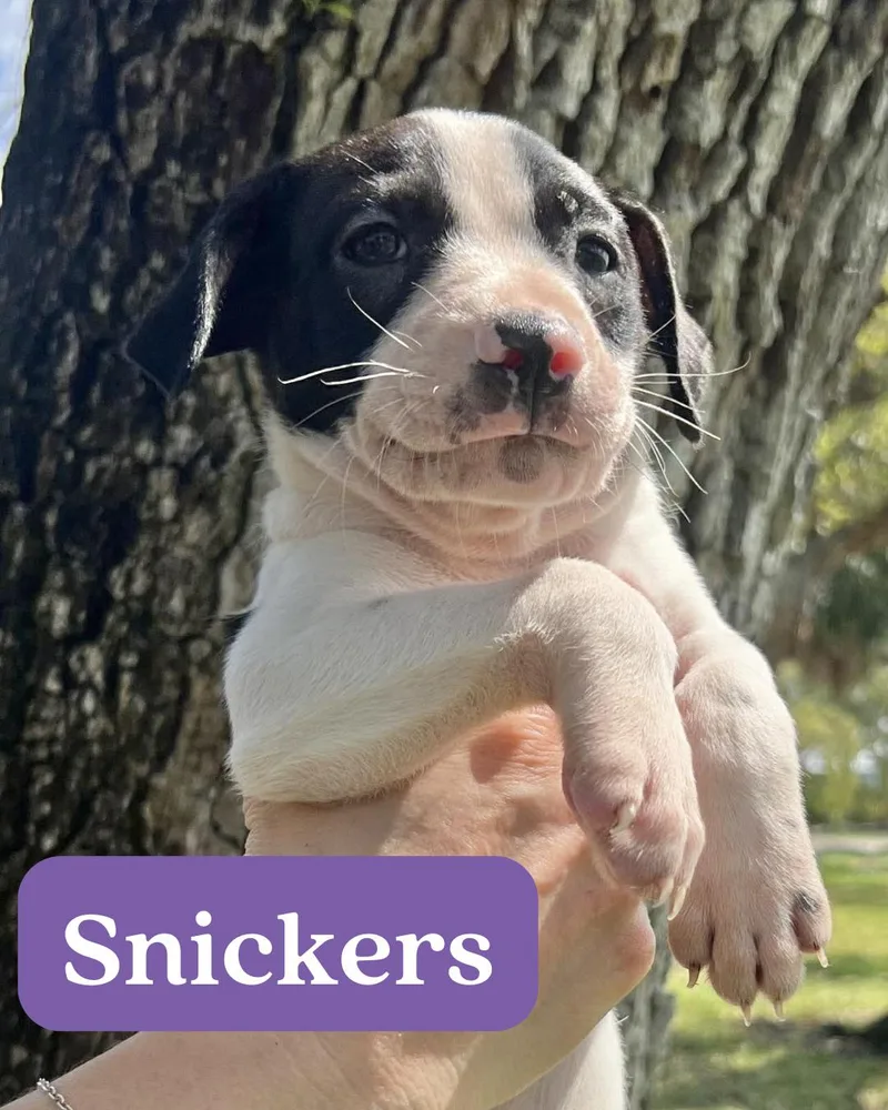 Chilli Pup Snickers thumbnail 2