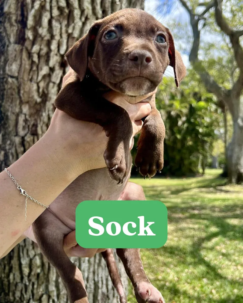 Chilli Pup Sock thumbnail 3