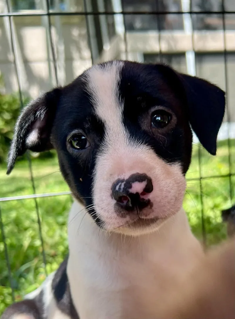 Chilli Pup Trixie thumbnail 2