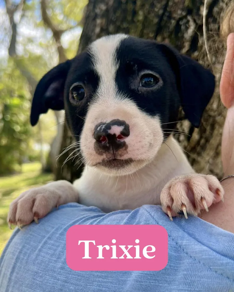 Chilli Pup Trixie thumbnail 3