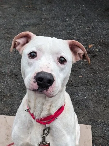 Heathcliff thumbnail 2