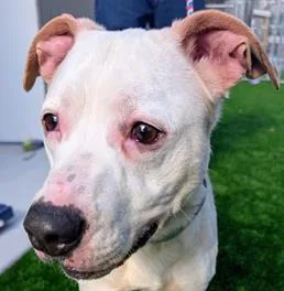 Heathcliff thumbnail 3