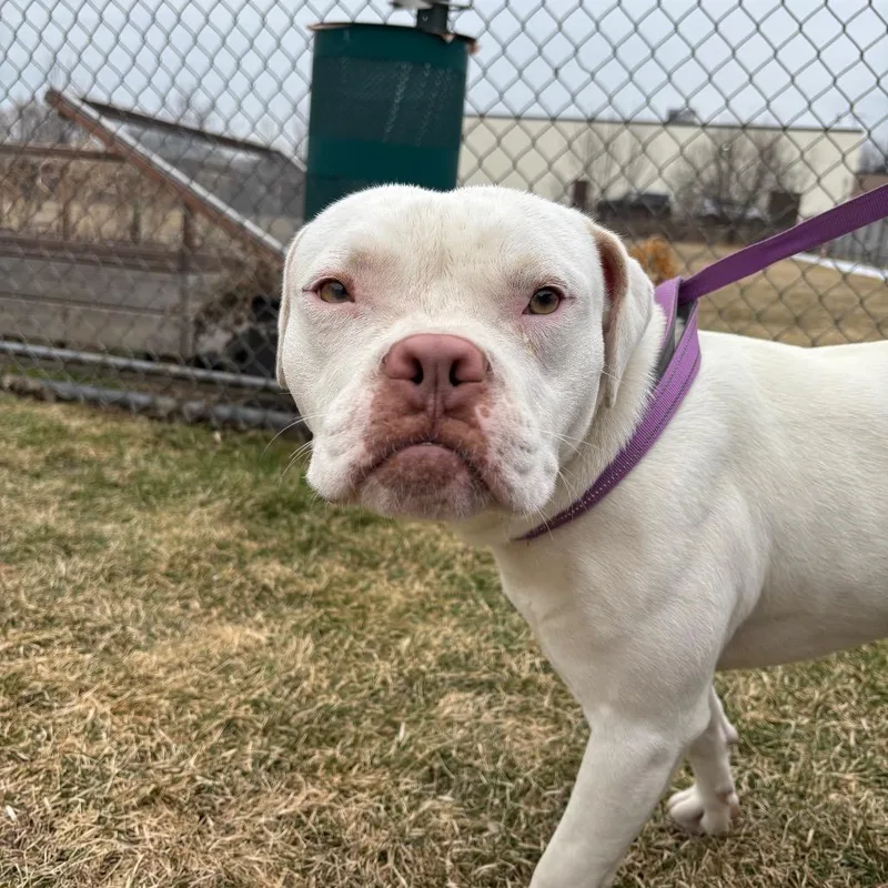 Mike Tyson thumbnail 3