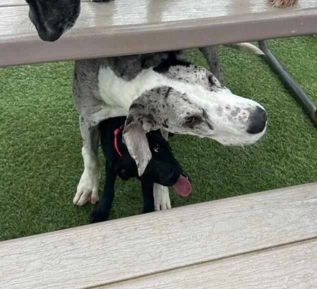 Obsidian thumbnail 2