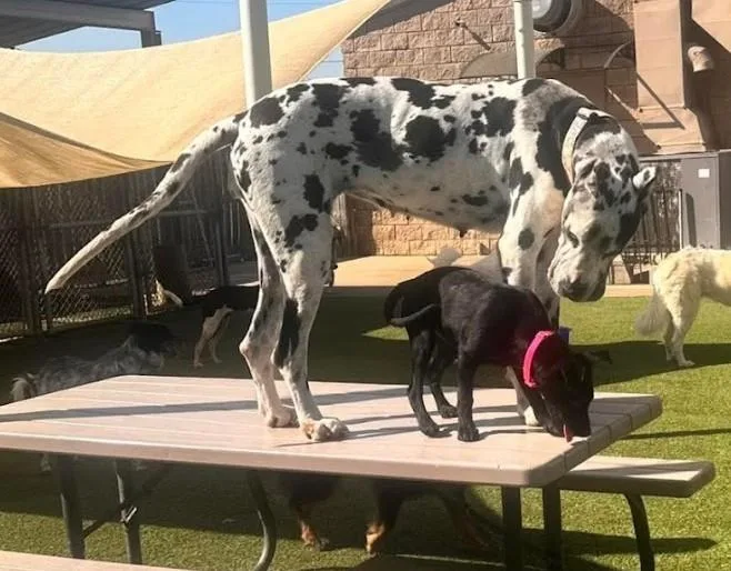 Obsidian thumbnail 3